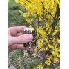 Чарки з бронзи у дерев'яному кейсі